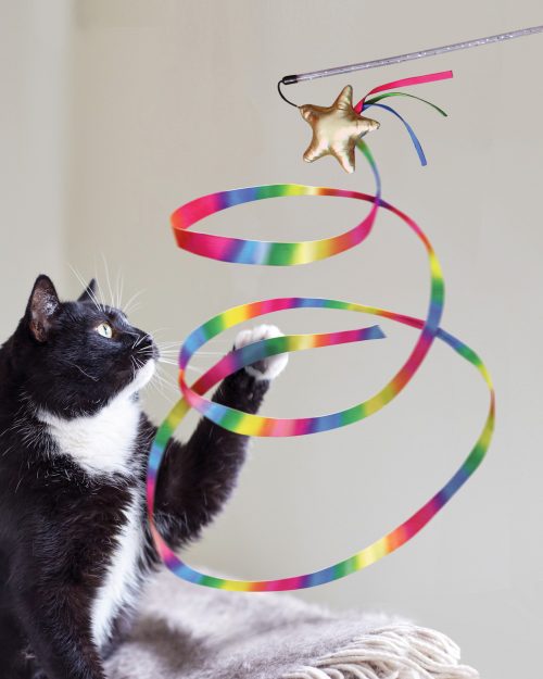 CAT53_LIFE_1