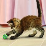 Kong Active tenis loptice sa zvoncem - mačka