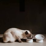 Hunter Ceramic Cat Bowl LANGA BIJELA – keramička zdjelica s postoljem za mačke - Slika 6