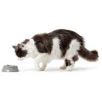 Hunter Melamine Feeding Bowl ATLANTA – elegantna melaminska zdjelica za pse i mačke - Slika 3