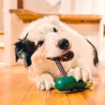 Woof BullySafe držač za žvakalice za pse sigurno žvakanje - Slika 3