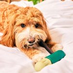 Woof BullySafe držač za žvakalice za pse sigurno žvakanje - Slika 4