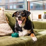 Woof Pupsicle interaktivna igračka za pse, zeleni - Slika 5